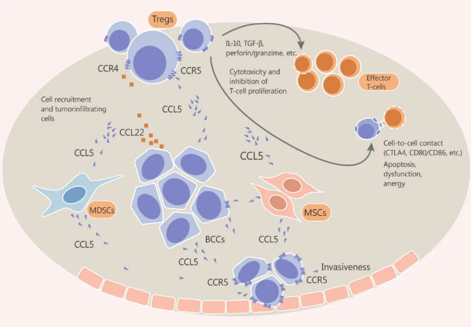 CCL5/CCR5 在乳腺肿瘤中介导细胞间通讯