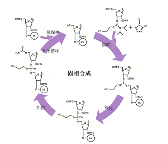 寡核苷酸合成过程