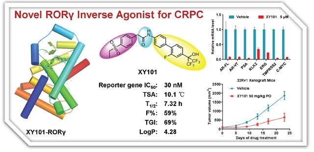 新型RORγ 反向激动剂—XY101