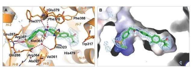 RORγ 反向激动剂—XY101 结构图