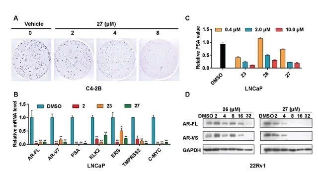 XY101 体外细胞实验结果