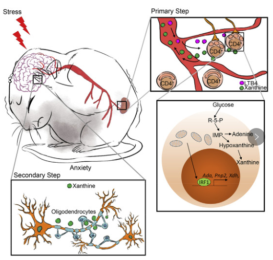  CD4+ T 细胞 & 应激诱导的焦虑行为