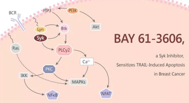 BAY 61-3606