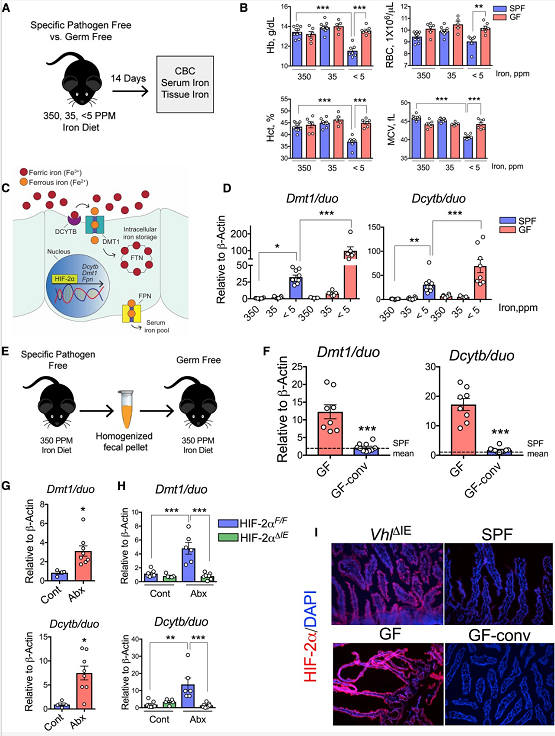 肠道菌群抑制铁吸收相关基因和 HIF-2α 表达