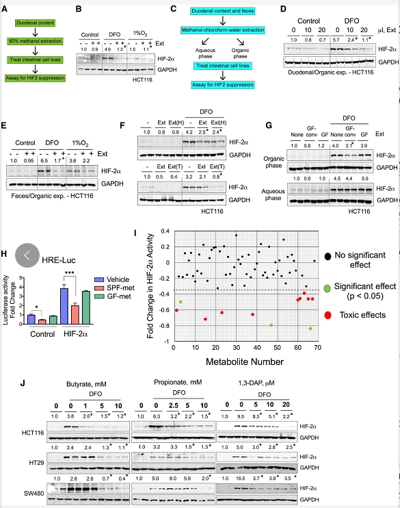 微生物代谢产物降低 HIF-2α 的表达和活性