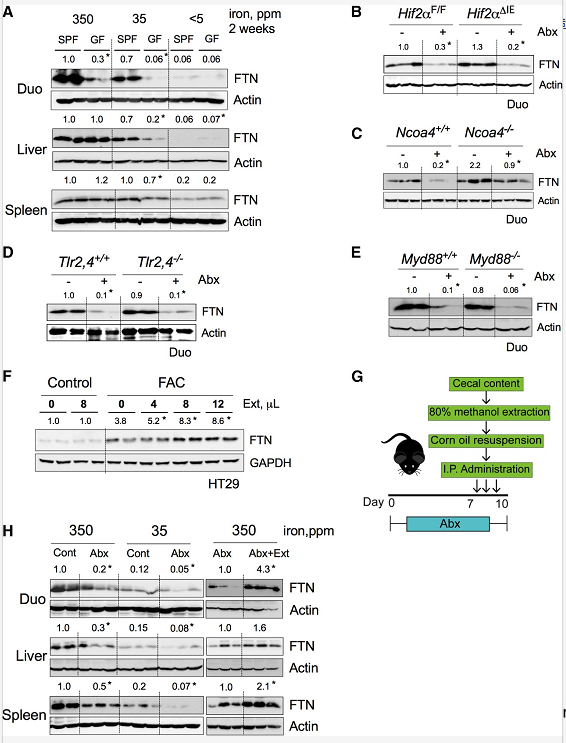 微生物代谢产物维持肠道和周围组织 FTN 的表达