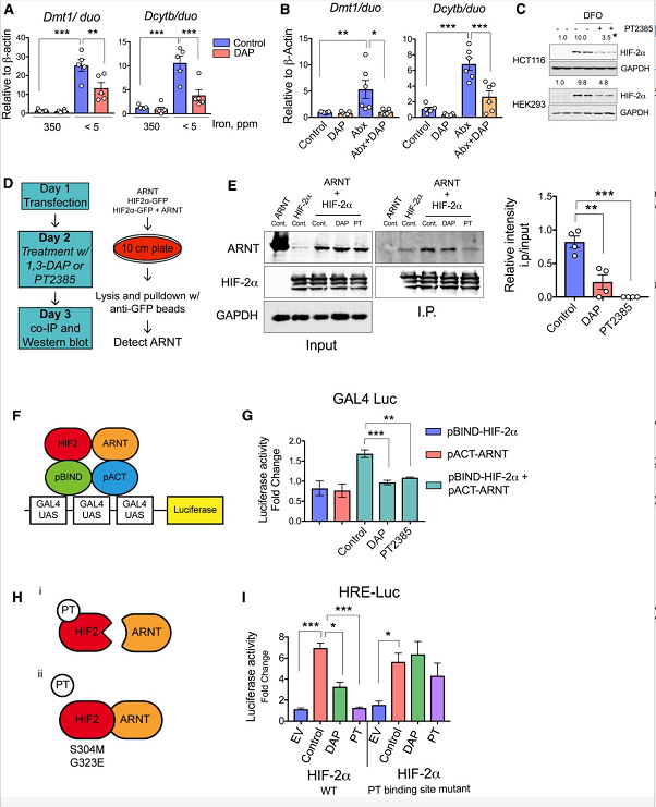 DAP 通过阻断异二聚体抑制 HIF-2α 的体内活性