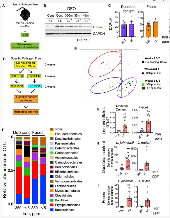低铁饮食可增强微生物代谢产物对 HIF-2α 的抑制作用