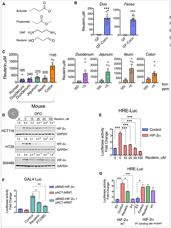 Reuterin 通过阻断异源二聚化抑制 HIF-2α 活性