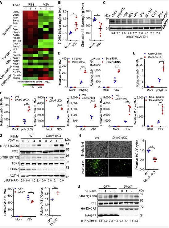 DHCR7 抑制 IRF3 的激活导致 IFN-I 转录的降低