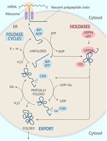 哺乳动物内质网 (ER) 中一般蛋白的折叠系统