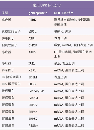 UPR 常见标记分子不完全统计