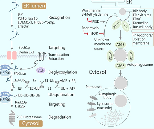 ERAD 和自噬