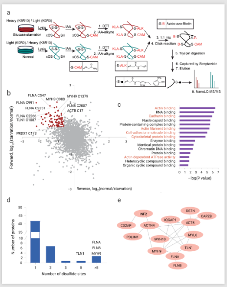 葡萄糖饥饿条件下肌动蛋白细胞骨架蛋白中的二硫键形成