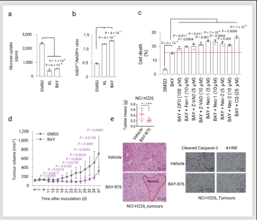 GLUT 抑制剂诱导 SLC7A11 高表达细胞死亡