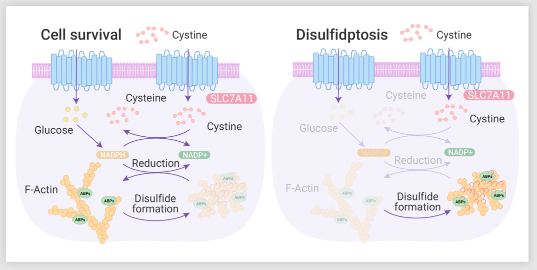双硫死亡的机制图
