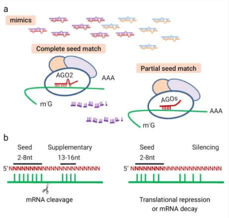  miRNA mimics 诱导基因沉默
