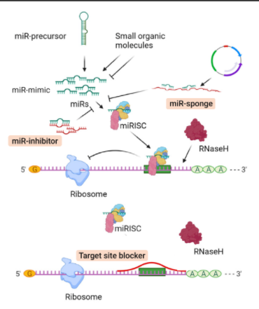 调控 miRNA 的一般策略
