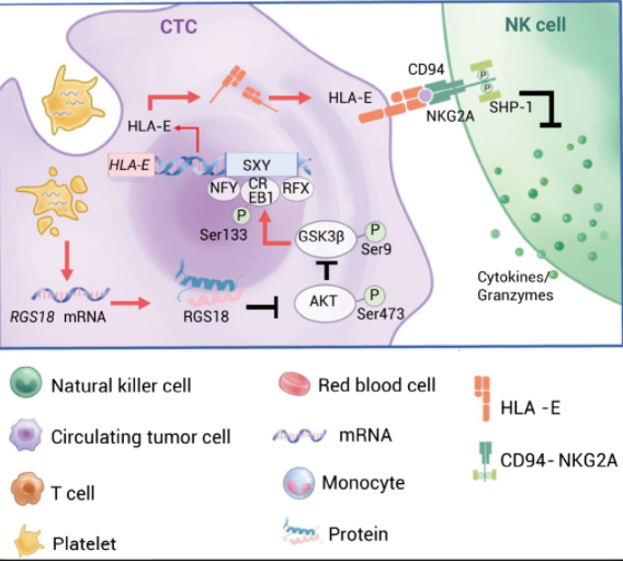 CTC 通过 HLA-E: CD94-NKG2A 逃避 NK 细胞的监视