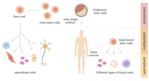 干细胞：主要描述干细胞可根据起源和分化潜能对干细胞进行分类