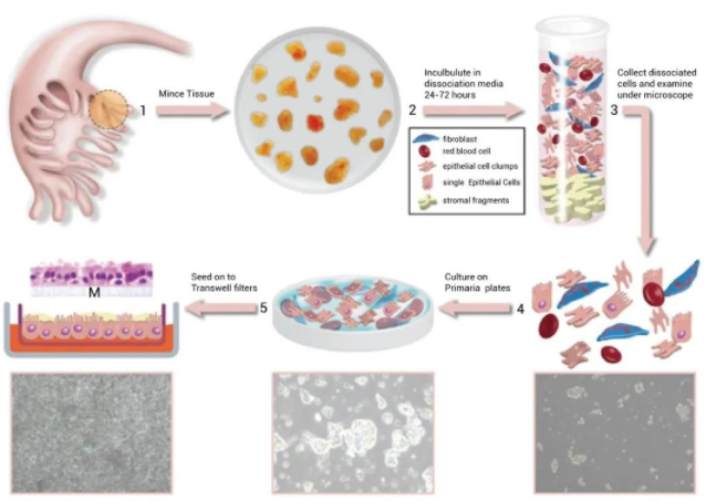 人输卵管组织原代细胞培养