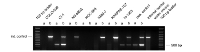 细胞系中支原体状态的 PCR 分析