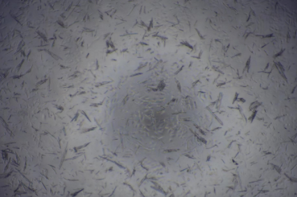 小分子药物在培养基中结晶析出