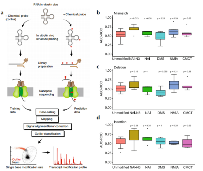 图1 (a)直接RNA测序并进行信号处理示意图,RNA加入结构探针和直接测序,检测到特征的电压信号。没有加入结构探针的信号作为预测修饰的训练集;(bcd)不同复合物处理四膜虫RNA二级结构后被检测到的表现(分别是错配、删减和插入事件)