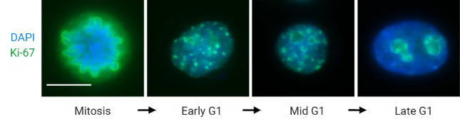 Ki-67 在整个细胞周期中的定位