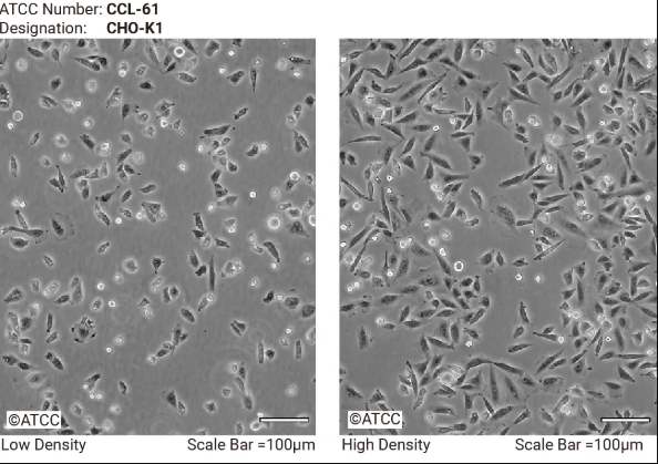 CHO-K1 细胞低密度和高密度生长形态